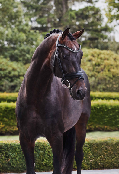 Franklin – Utilisation Saillie | Haras Des B