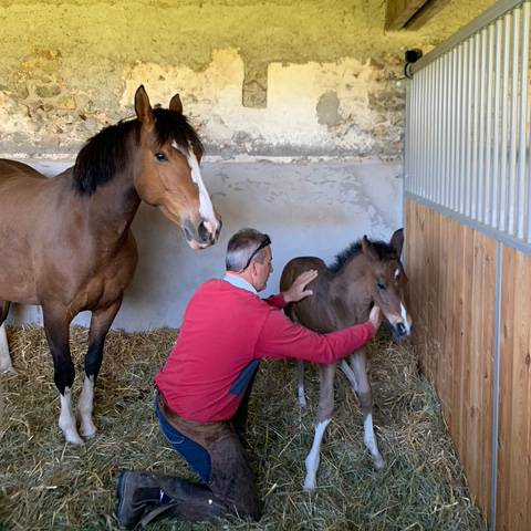 Débourrages | Haras Des B