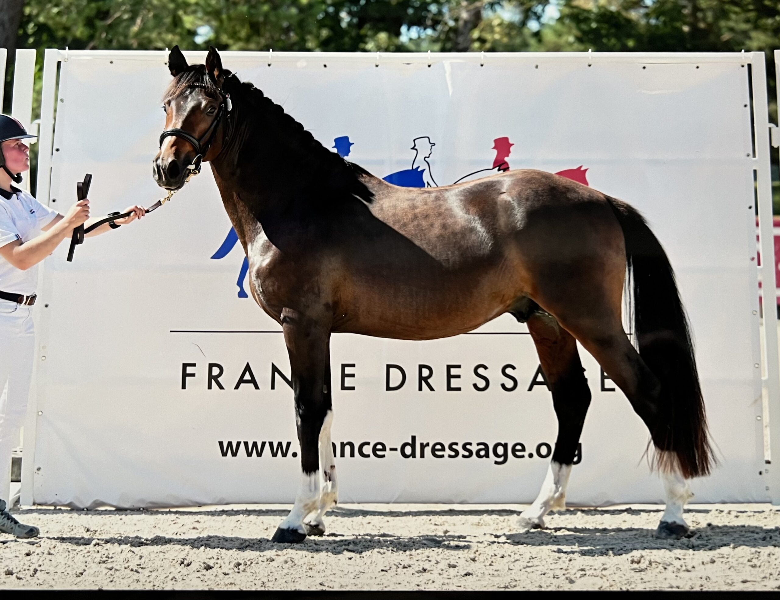 PUCCINI HDB Poney de Sport Belge