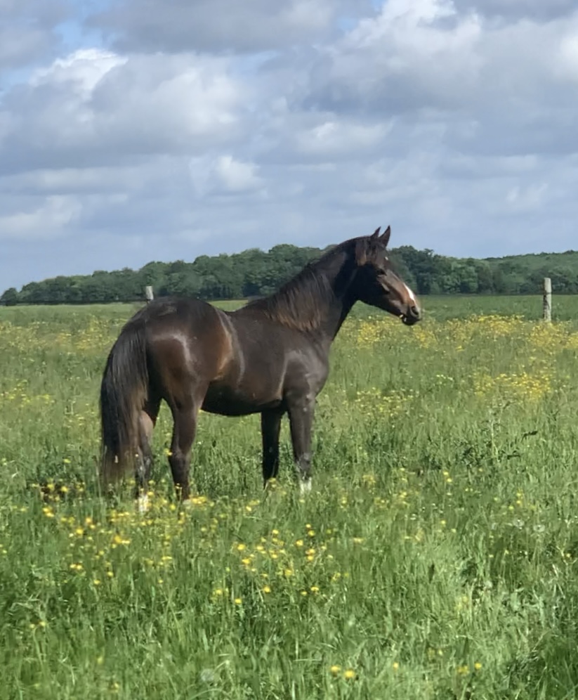 PUCCINI HDB Poney de Sport Belge