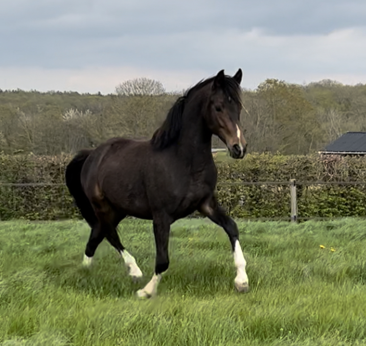 PUCCINI HDB Poney de Sport Belge